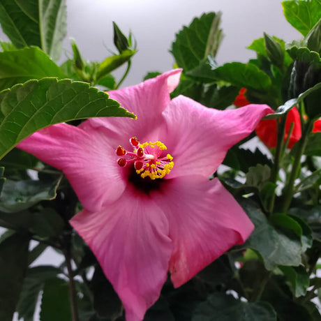 Pink Hibiscus Flowerswith yellow center surrounded by large green leaves