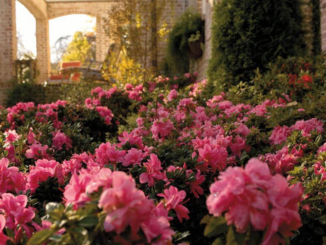 Pink flowers in a garden with a blurred background featuring Encore Azalea Autumn Carnation