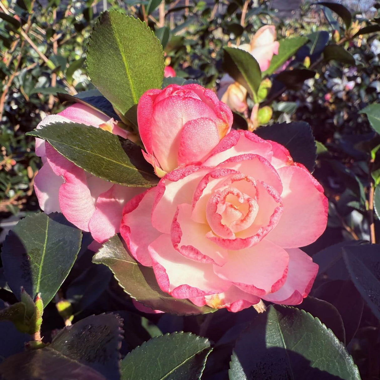 Leslie Ann Camellia (Sasanqua)