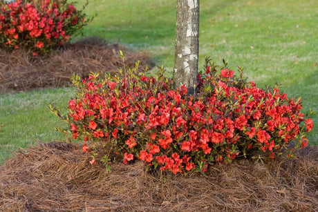 Red flowering Encore Azalea Autumn Embers shrub in a garden bed with pinestraw mulch and grass in the background