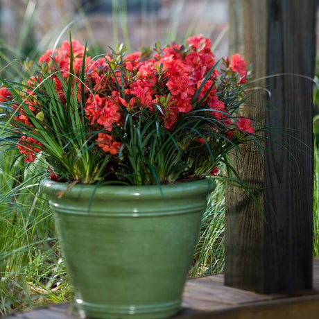 Potted plant with red flowers of an Encore Azalea Autumn Embers and green leaves on a wooden surface