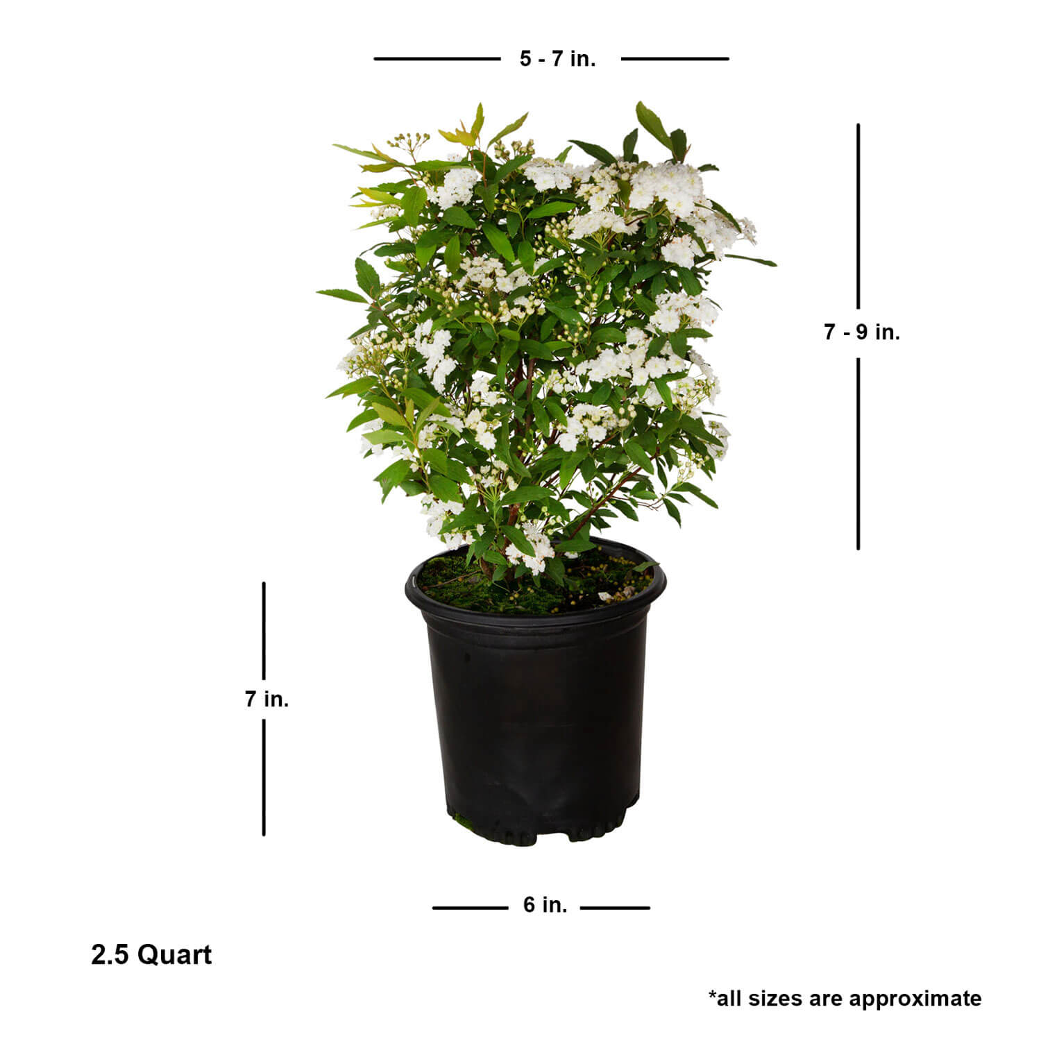 Reeves Bridal Wreath Spirea | Shop Online – Plants by Mail