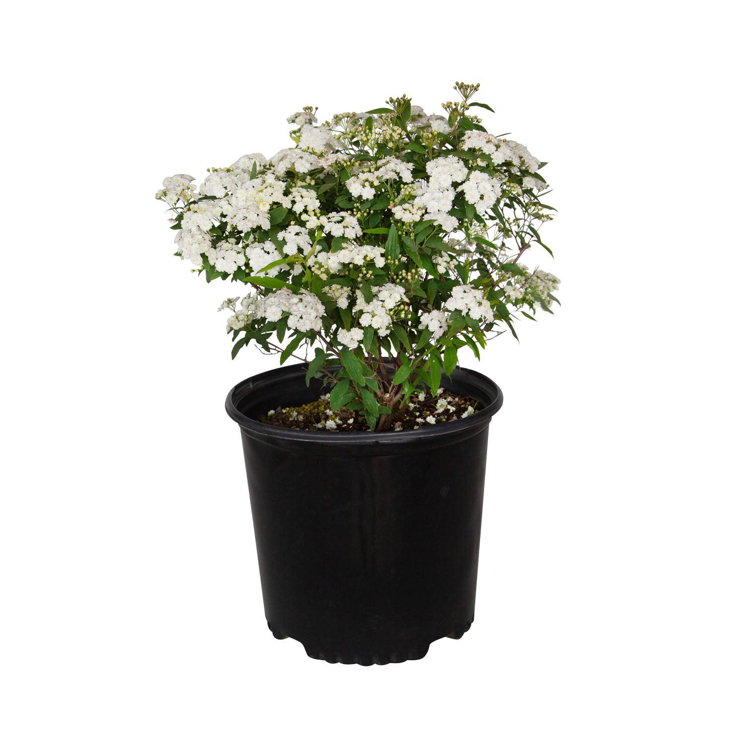 絵画 Reeves spirea Reeves Bridal Wreath Spirea | Shop Online – Plants by Mail