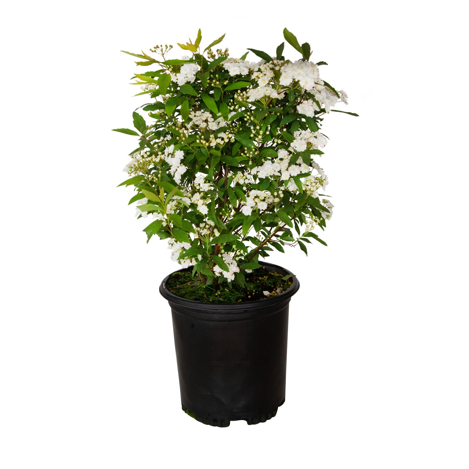 Reeves_Spiraea_Clipped_2.5qt.