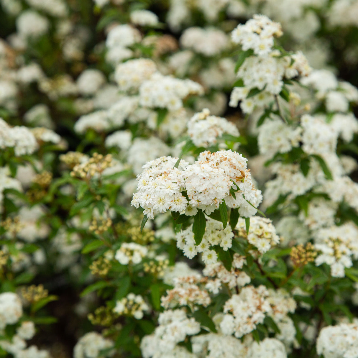 Reeves (Bridal Wreath) Spiraea