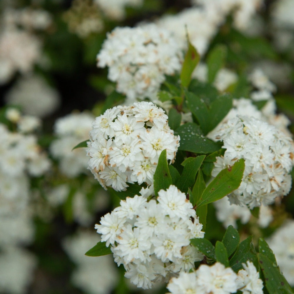 Reeves Bridal Wreath Spirea | Shop Online – Plants by Mail