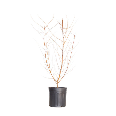2.4 Gallon River Birch Tree dormant in black container