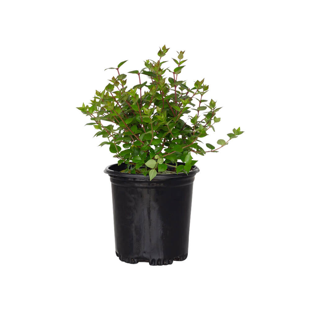 Rose Creek Abelia | Shop Online – Plants by Mail
