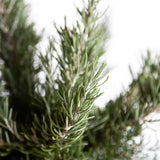 Close up photo of Rosemary Chefs Choice