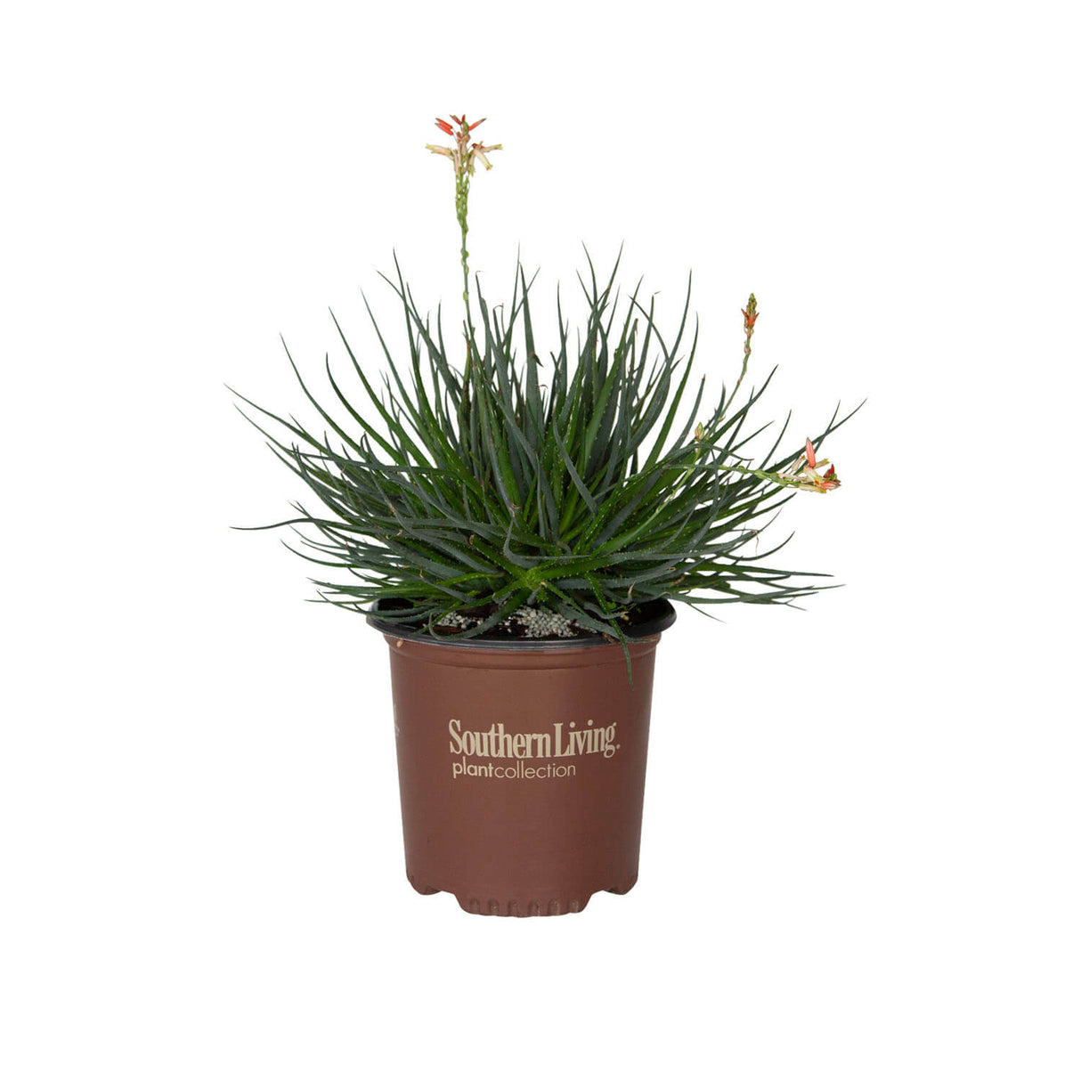 Safari Sunrise Aloe