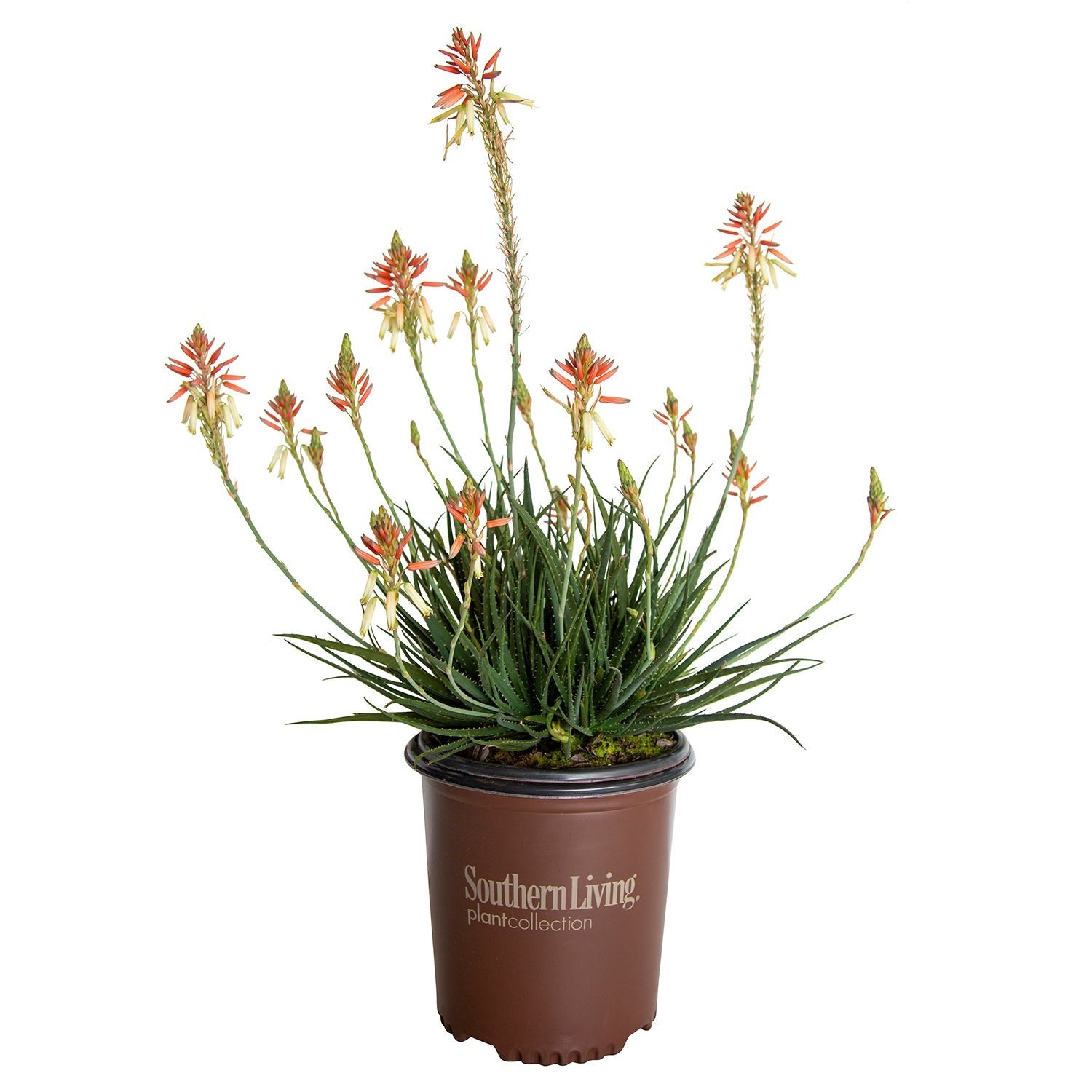 Aloe Plants for Sale | Shop Online – Plants by Mail