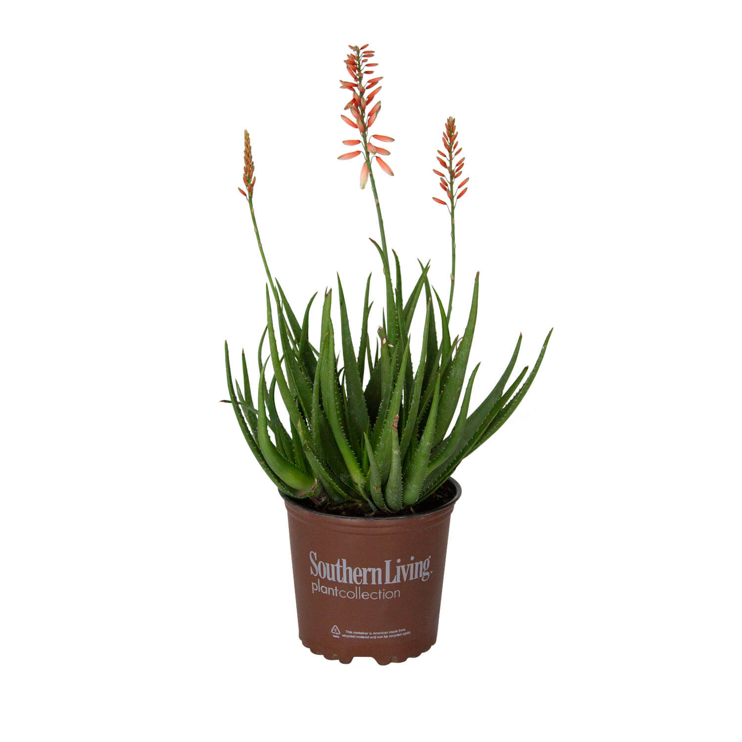 Aloe Plants for Sale | Shop Online – Plants by Mail
