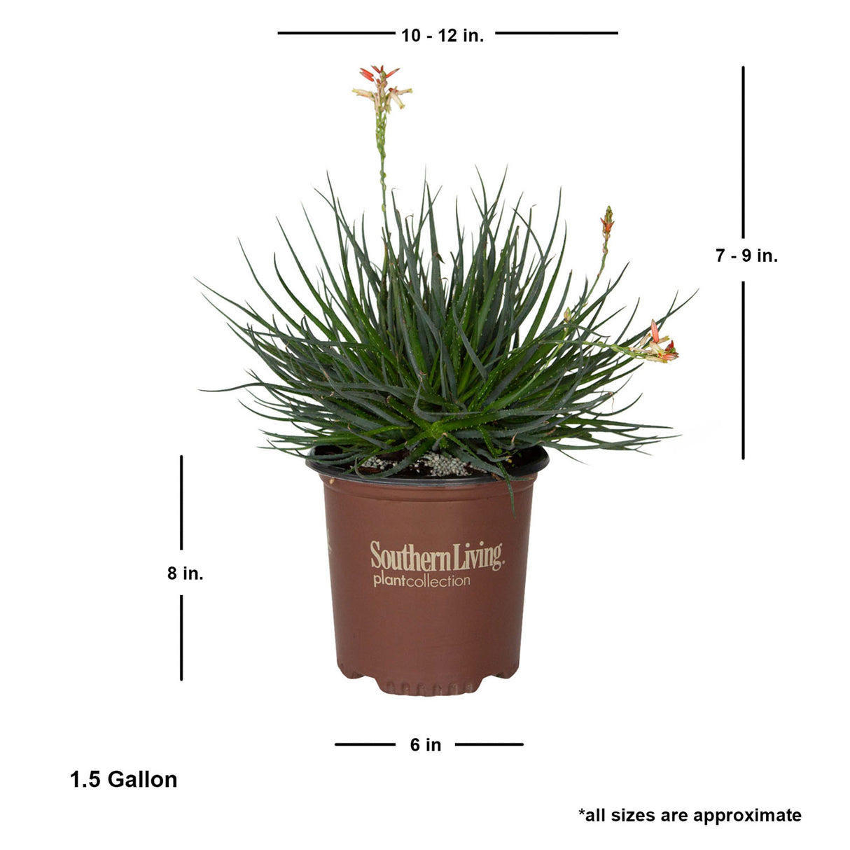 Safari Sunrise Aloe