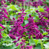 purple salvias blooming order online saucy purple salvia sage plant