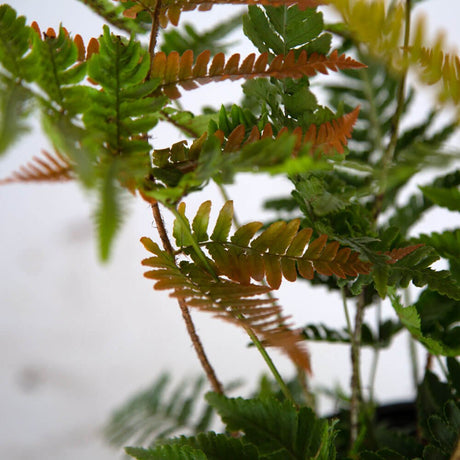 autumn fern foliage evergreen brilliance autumn fern