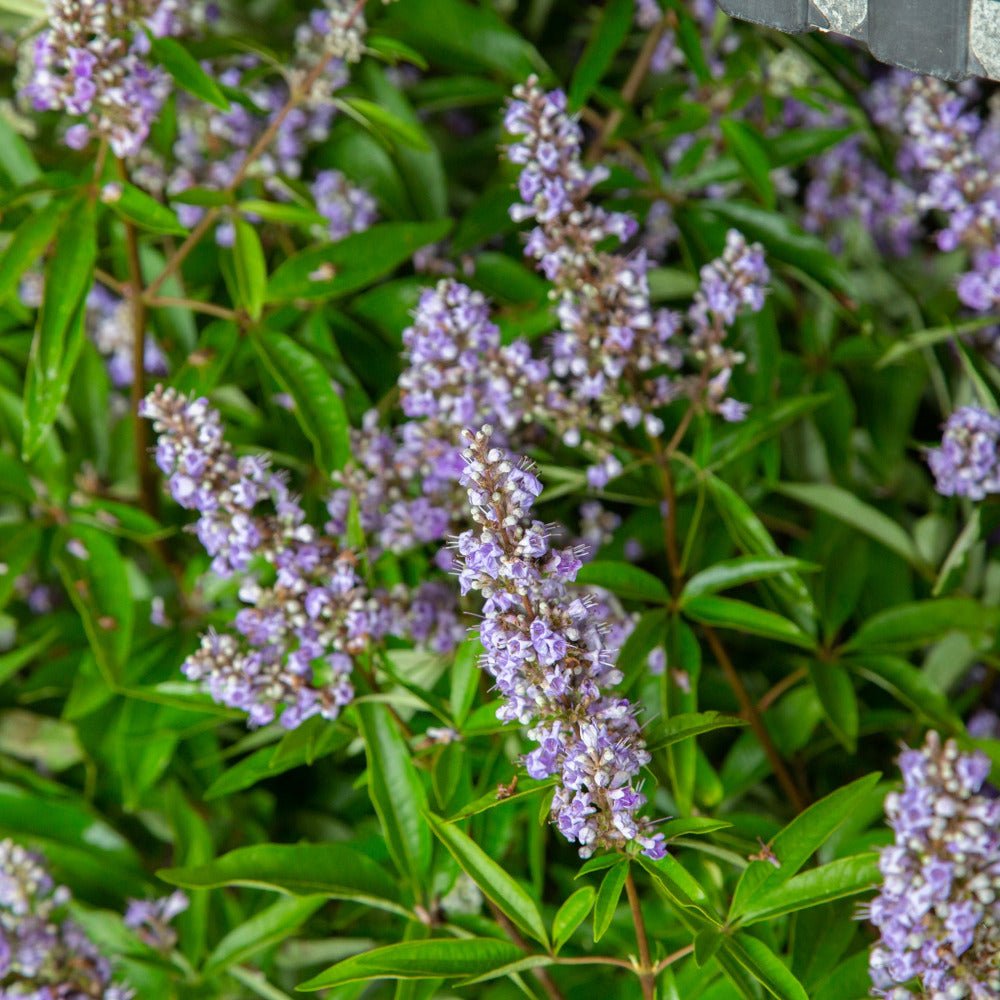 Shoal Creek Chaste Tree (Vitex)
