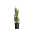 1 Gallon Spartan juniper for sale in black pot tall pyramidal landscape tree
