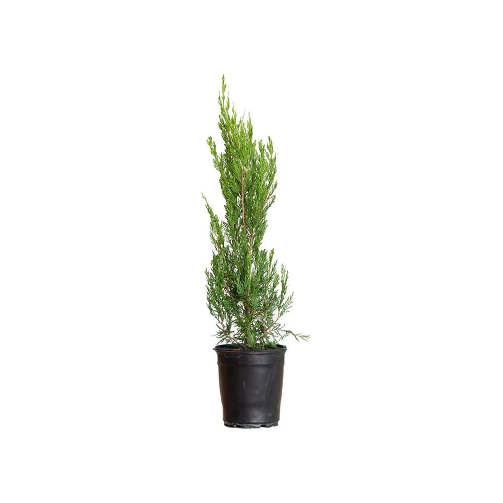1 Gallon Spartan juniper for sale in black pot tall pyramidal landscape tree