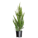 2.5 Gallon Spartan Juniper for sale live plant in a black nursery pot