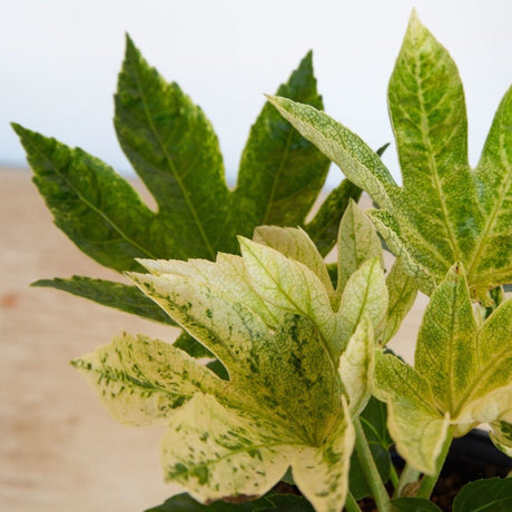 Spider Web Fatsia leaves with green and cream variegation