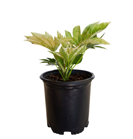 2.5 Quart Spider Web Fatsia in a black nursery container
