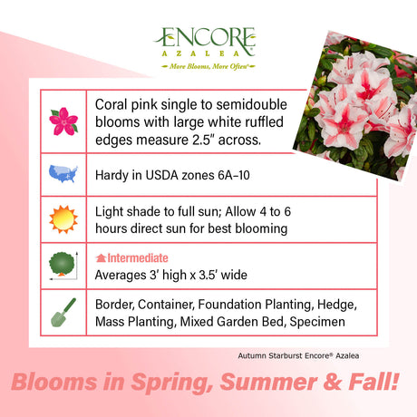 Encore Azalea Autumn Starburst fact sheet