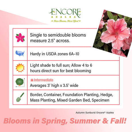 Encore Azalea Autumn Sunburst fact sheet