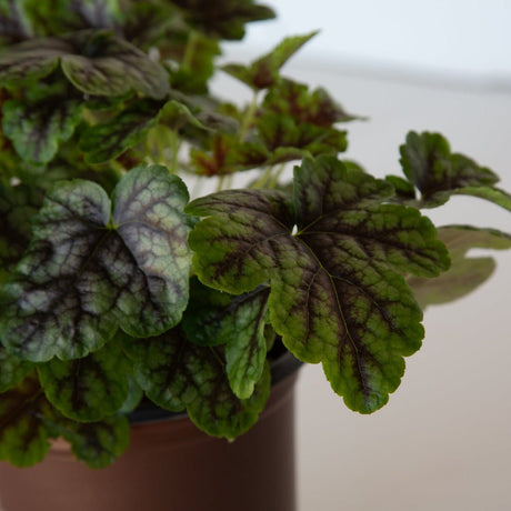 Tapestry heucherella closeup of green leaves with purple veins