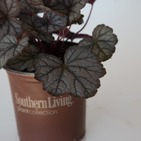 twilight foamy bells leaves brown southern living pot