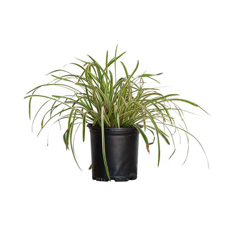 variegated liriope monkey grass purple flower blooms