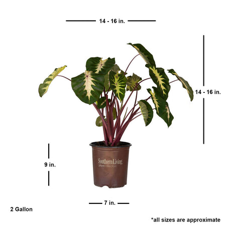 2 gallon waikiki elephant ear for sale with shipped plant dimensions. Ships at approx 14-16 inches tall by 14-16 inches wide