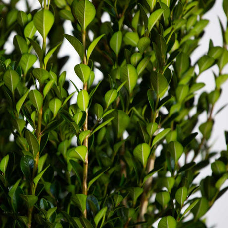evergreen wintergreen boxwood foliage, korean boxwood leaves are very small