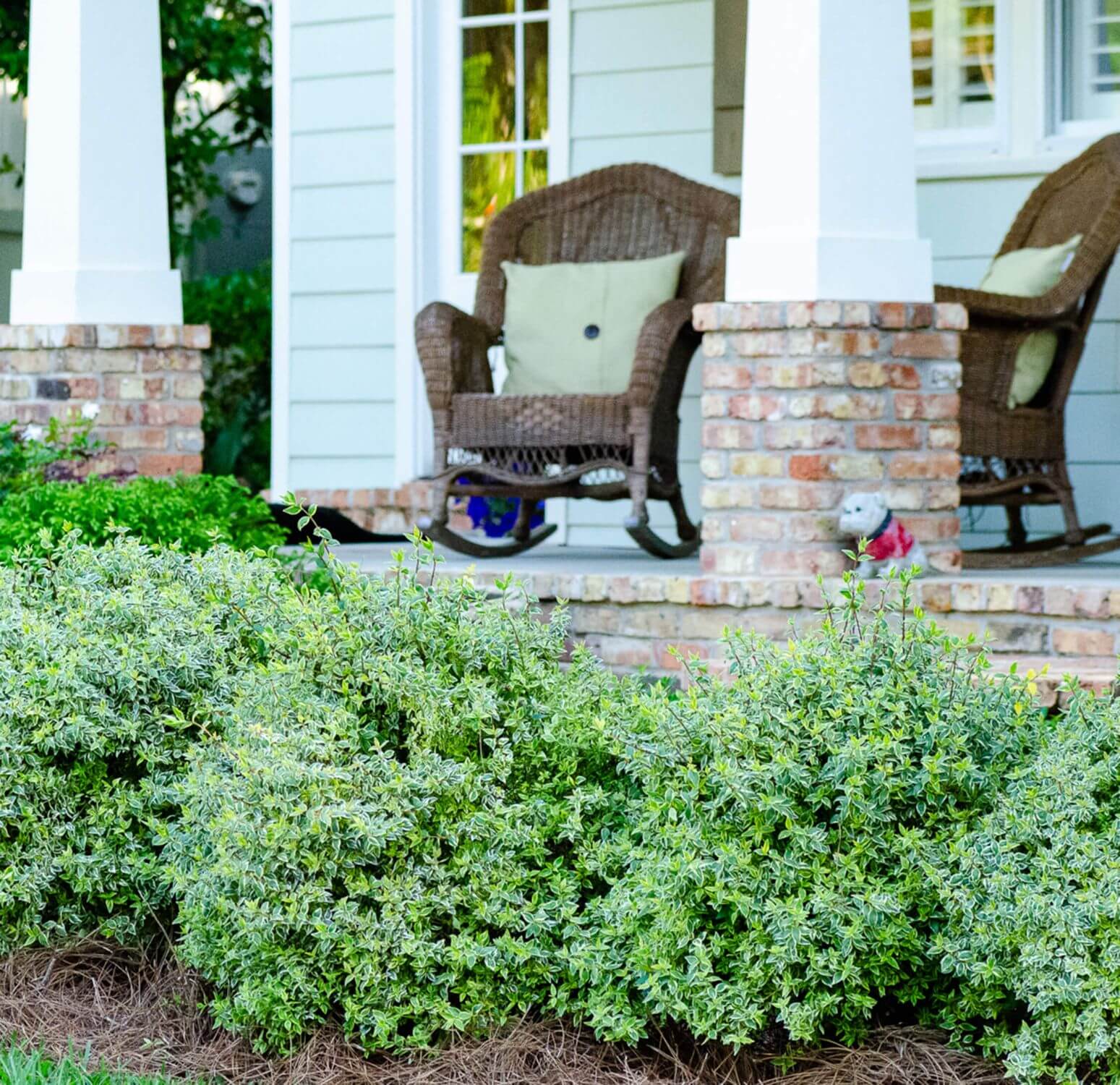 Suntastic Radiance Abelia | Shop Online– Plants by Mail
