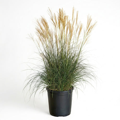 A potted ornamental Adagio grass  plant (Miscanthus sinessis, Chinese Silver Grass) with green foliage and tan feathery seed heads in a black nursery pot, photographed against a plain white studio background.