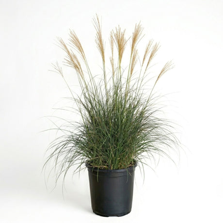 A potted 2.5 quart ornamental Adagio grass  plant (Miscanthus sinessis, Chinese Silver Grass) with green foliage and tan feathery seed heads in a black nursery pot, photographed against a plain white studio background.