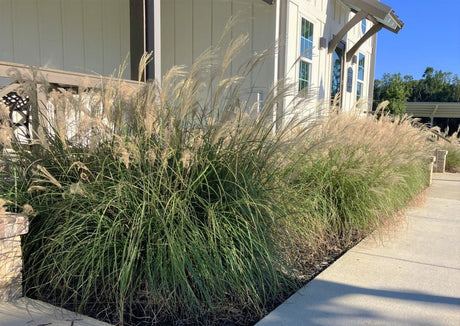 Decorative Adagio Miscanthus grasses in front of a building with a clear sky