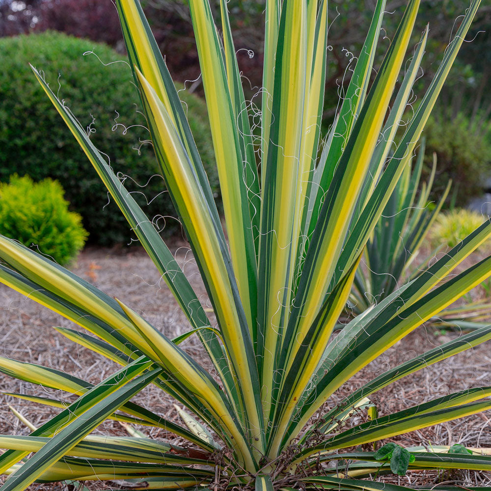 Color Guard Yucca | Shop Online – Plants by Mail