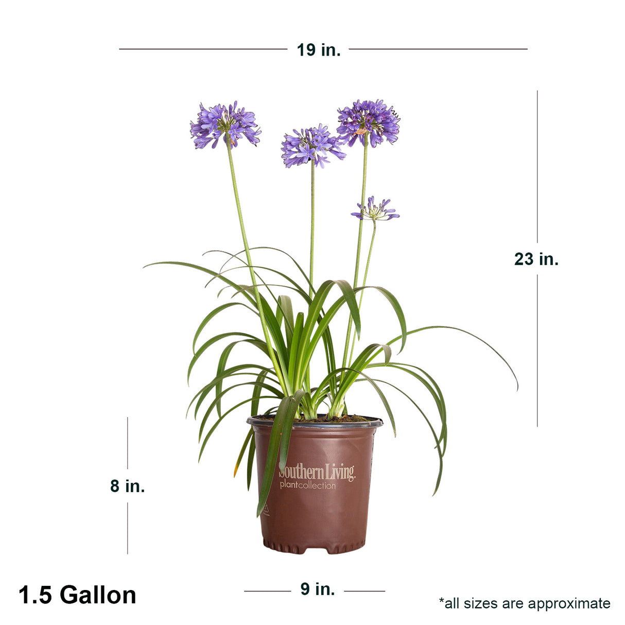 Ever Sapphire Agapanthus
