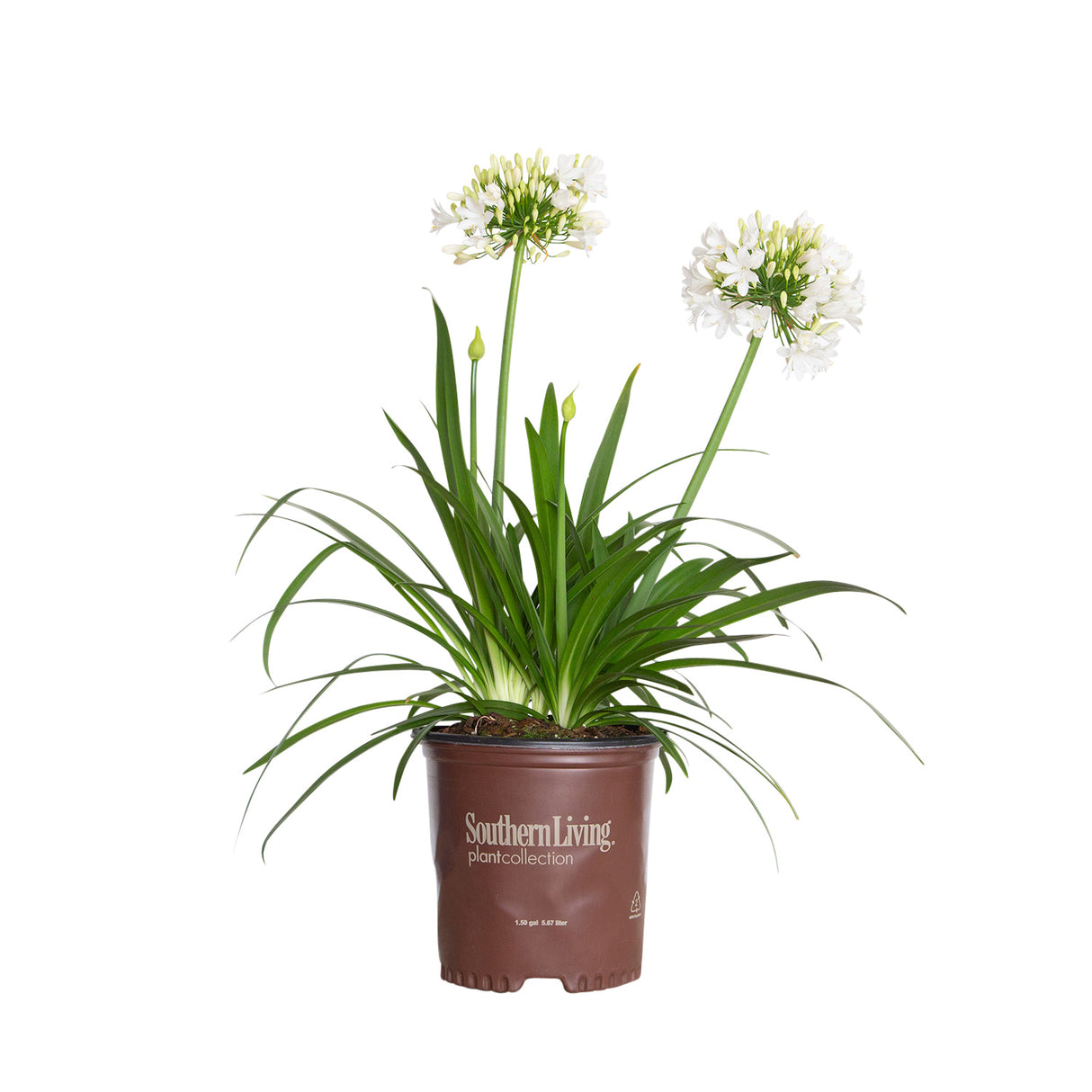 Ever White Agapanthus