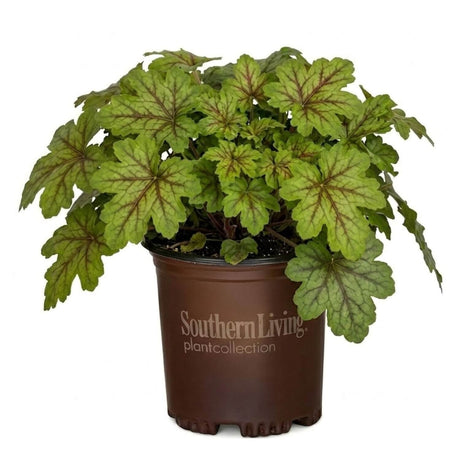 Foamy Bells - Alabama Sunrise Heucherella - Hybrid of the Heuchera and Tiarella plants. Southern Living perennial plant 