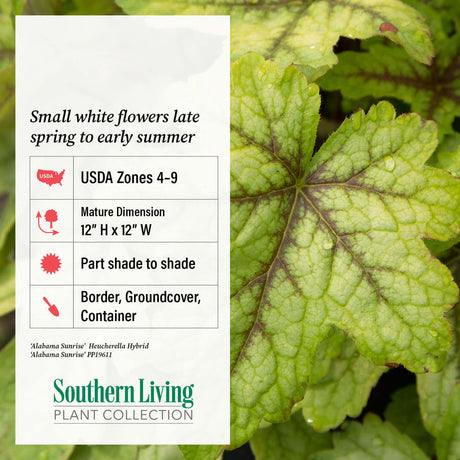 Heucherella - Alabama Sunrise: Fact Sheet giving details of the USDA Zone, Mature Size, Sun Exposure, and use cases