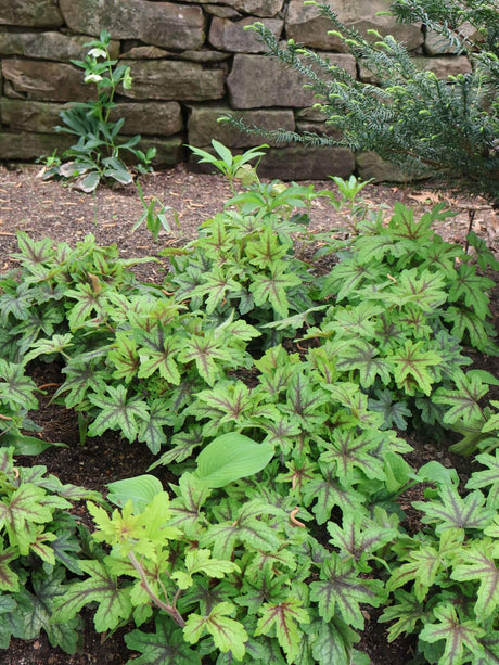 Green Alabama Sunrise Heucherella plants in a shade garden setting with a stone wall in the background.