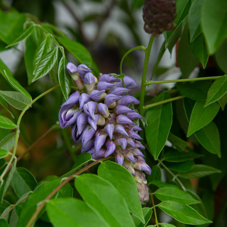 Amethyst Falls Wisteria vine in full bloom showcasing vibrant purple flowers 