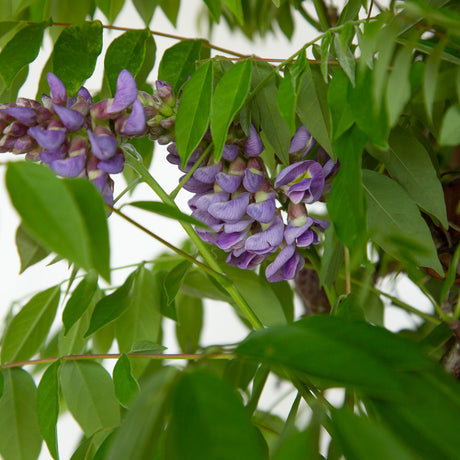 purple flowers on purple flowering Wisteria vine