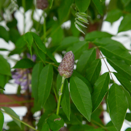 amethyst falls wisteria vine flower bud in front of leaves