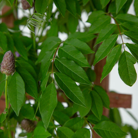 Amethyst Falls Wisteria vine foliage next to a wisteria flower bud