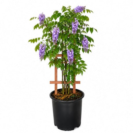 Potted amethyst falls wisteria vine plant with purple flowers and a wooden trellis on a white background