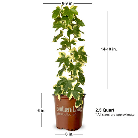 3 Quart Angyo Star Fatshedera for sale with shipped plant dimensions. Ships at approx 6-9 inches wide by 14-18 inches tall