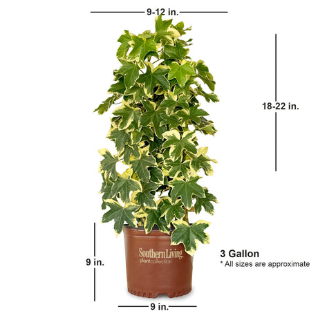 3 Gallon Angyo Star Fatshedera for sale with shipped plant dimensions. Ships at approx 9-12 inches wide by 18-22 inches tall