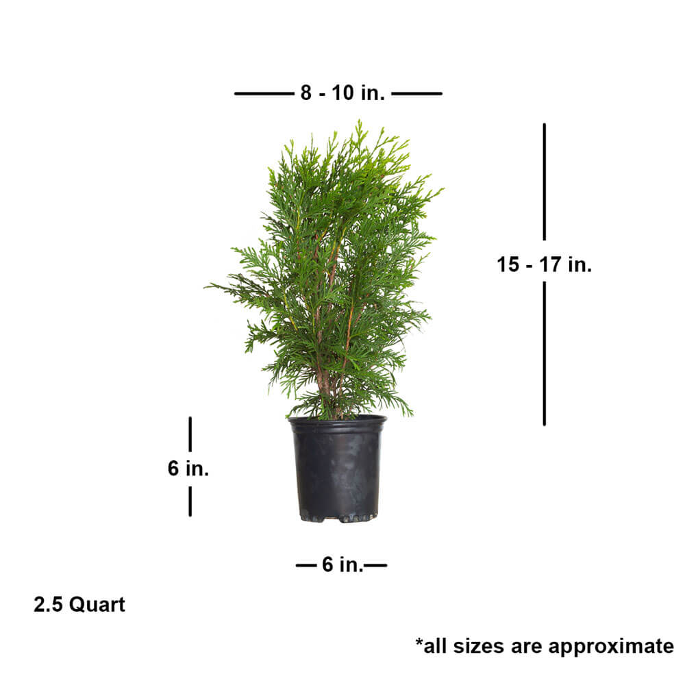 thuja 1000 Green Giant Arborvitae - Evergreen Privacy Thuja